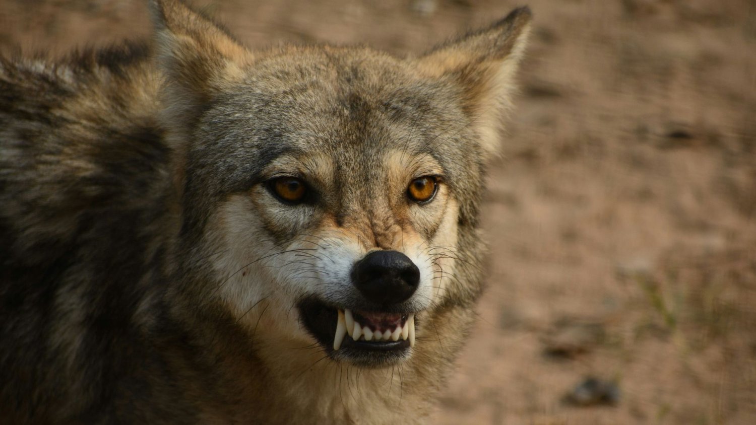Wilk ugryzł kobietę pod IKEĄ. Z raną twarzy wylądowała w szpitalu, a chciał pomóc