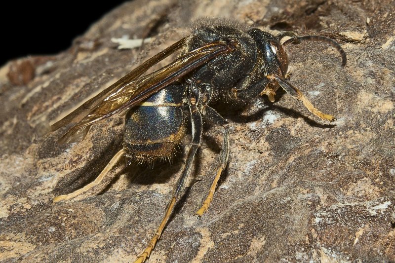 Szerszeń azjatycki dotarł już do Niemiec.