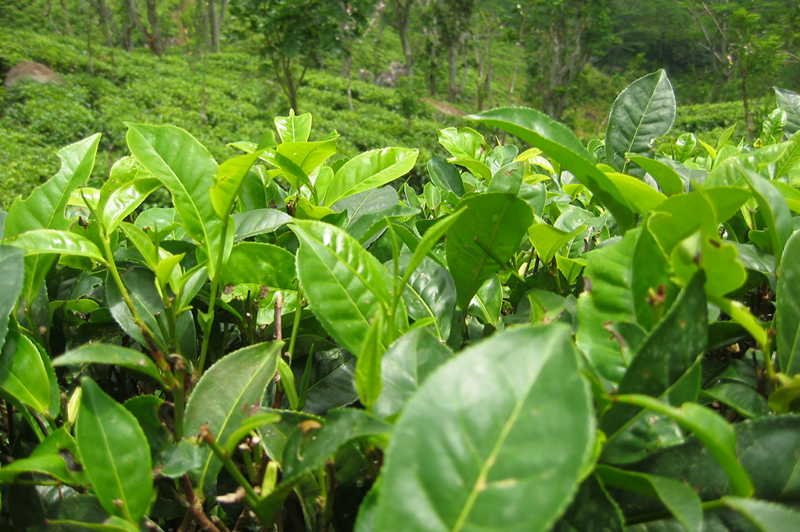 Pracownicy plantacji w Indiach zabili jej właściciela i zjedli jego ciało.