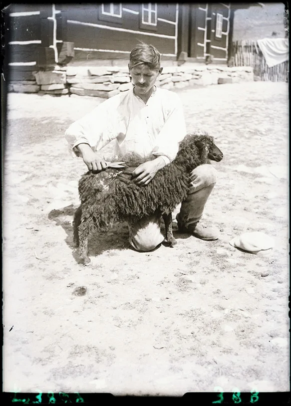Strzyżenie owcy, Komańcza, pow. Sanok, czerwiec 1937.