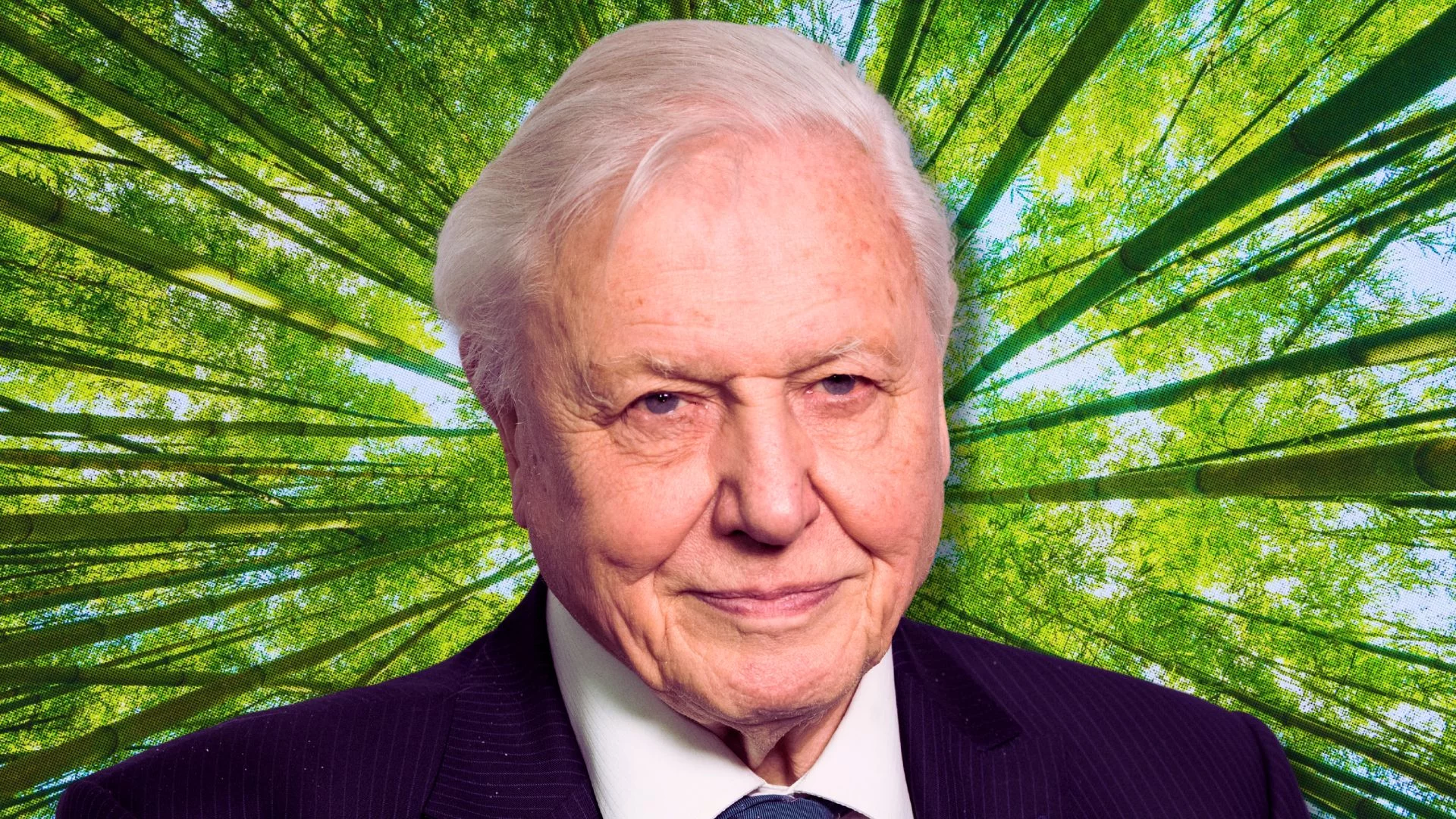 15 cytatów Davida Attenborough. Każdy zmieni sposób, w jaki patrzysz na świat