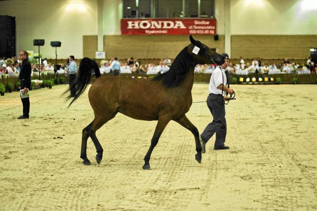 W tym roku aukcja Pride of Poland się nie odbędzie. Dyrekcja stadniny w Janowie Podlaskim zmienia nazwę i zasady największej i najważniejszej w Polsce aukcji koni arabskich.