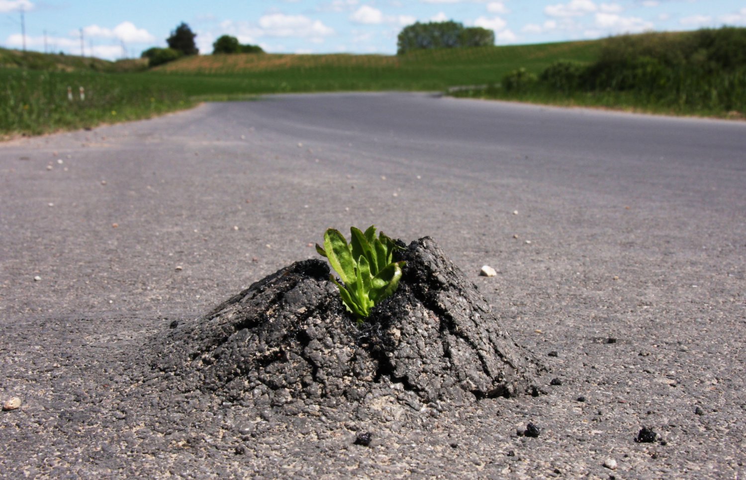 Kiełkujące ziarno miłości