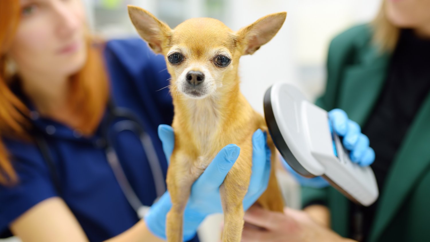 Nowy obowiązek dla psiarzy i kociarzy. KROPiK z zielonym światłem od rządu