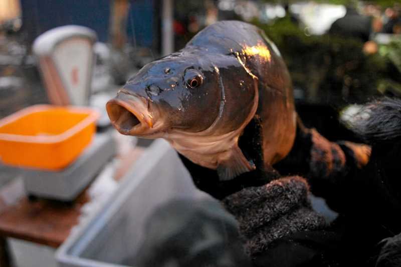 Ruchy ekologiczne namawiają, by przed świętami nie kupować żywego karpia