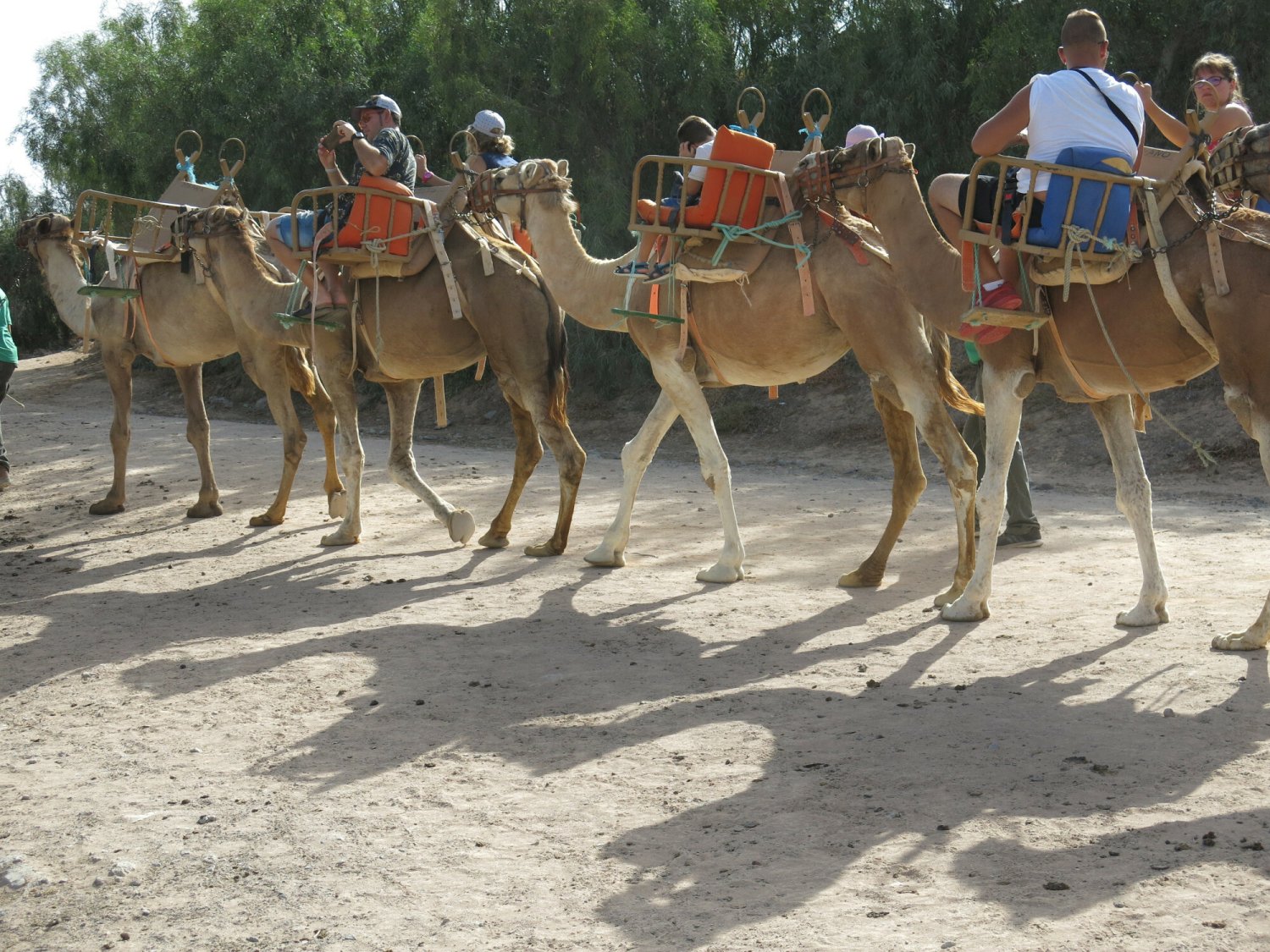 Zwierzęta często są wykorzystywane do przewożenia turystów, którzy mogliby... po prostu chodzić pieszo