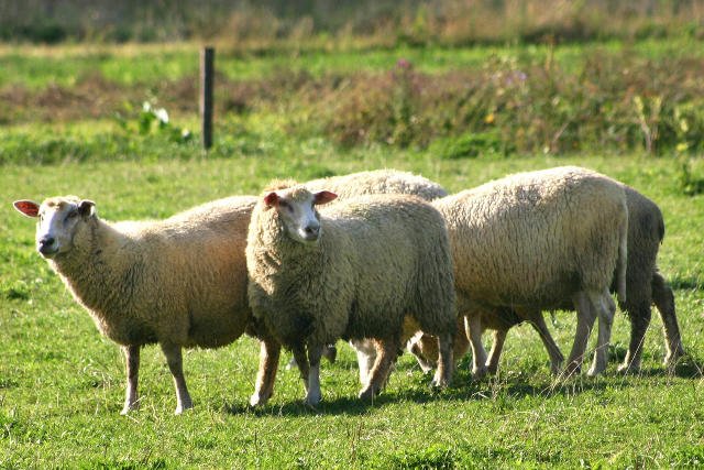 Pasienie owiec w Bieszczadach pracą marzeń. Dowód? Ogłoszenie na Facebooku.