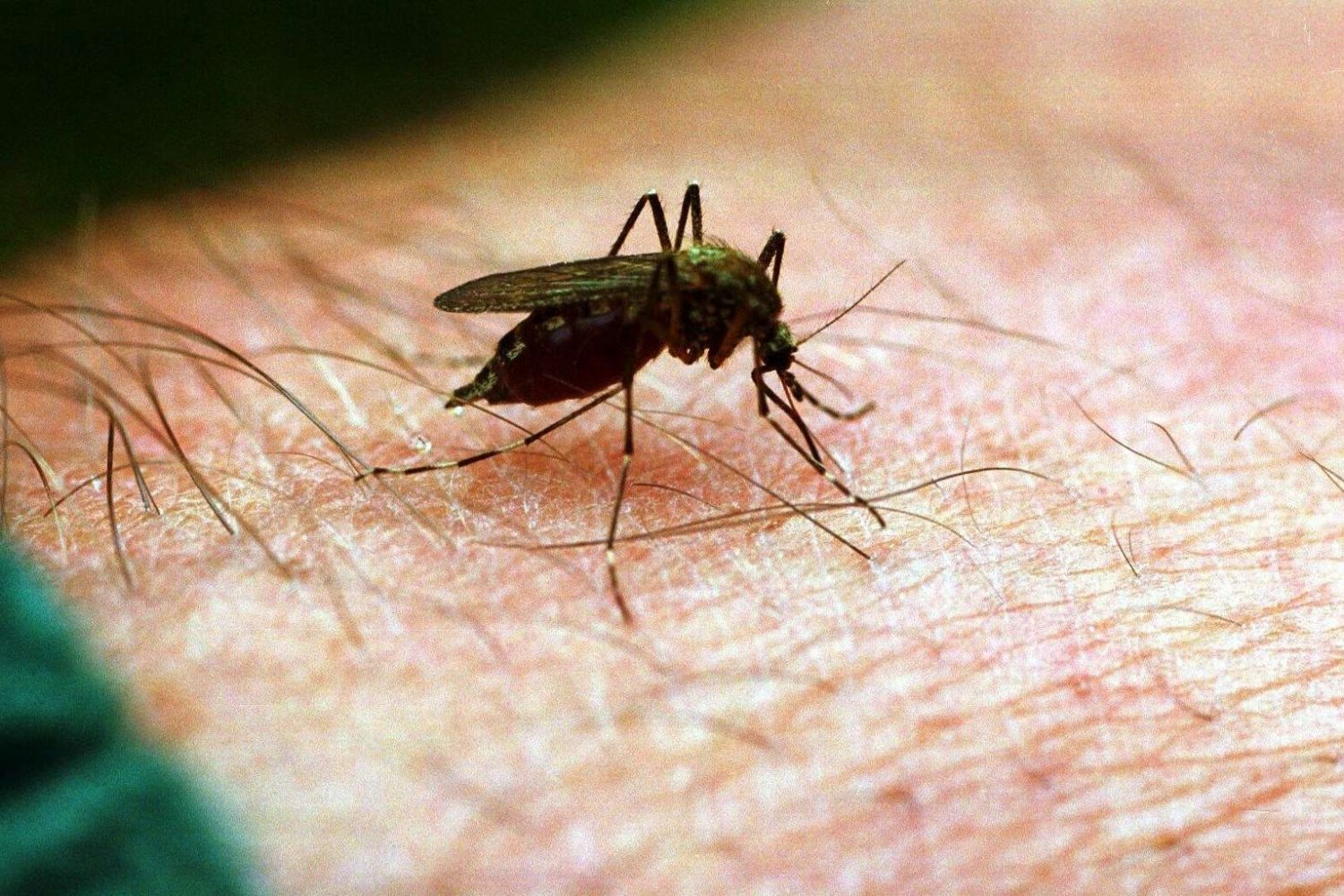 Komary wyczuwają ludzi po zapachu, temperaturze ciała oraz wydalanym dwutlenku węgla.