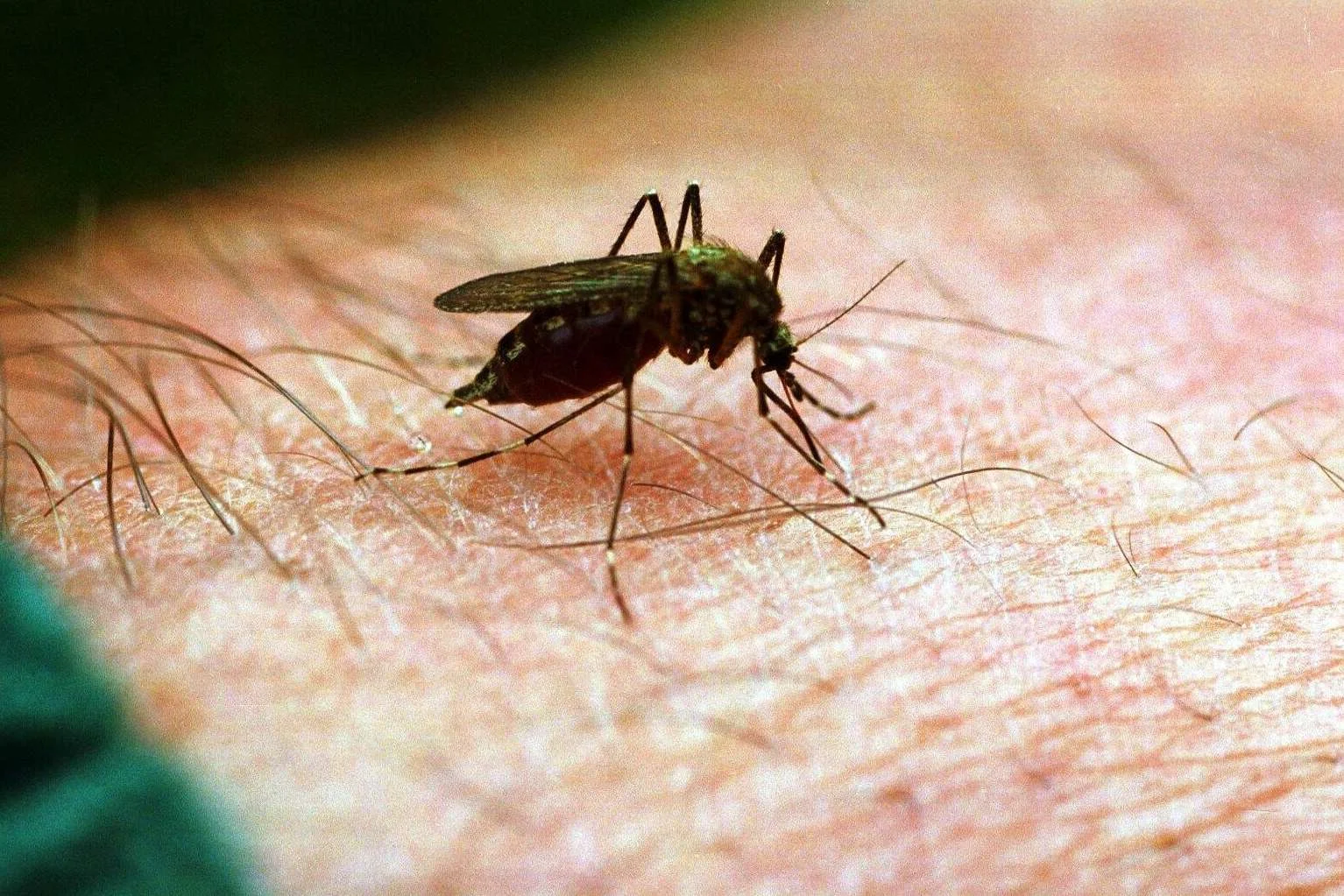 Komary wyczuwają ludzi po zapachu, temperaturze ciała oraz wydalanym dwutlenku węgla.