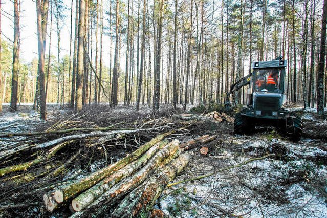 Wycinka polskich lasów