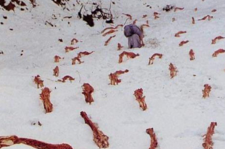 Zdjęcia tajemniczych kręgosłupów to po prostu instalacja artystyczna.