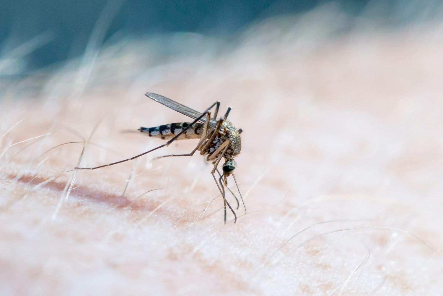 Czy komary rzeczywiście chętniej kąsają niektóre osoby od innych? Naukowcy uważają, że tak