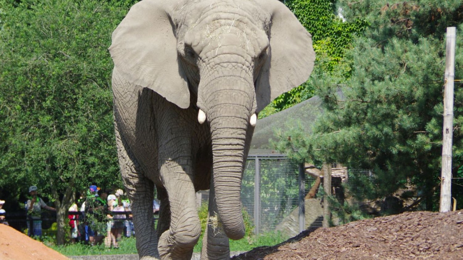 Niebezpieczny incydent w warszawskim ZOO. Jest apel do odwiedzających. ZOO w Warszawie z pilnym apelem. Kobieta rzucała jabłka zwierzętom.