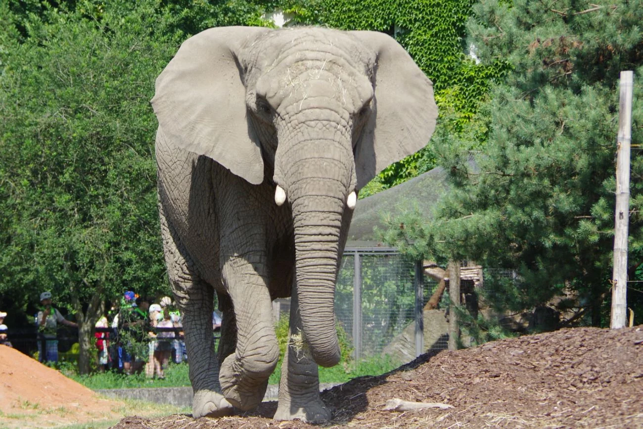 ZOO w Warszawie z pilnym apelem. Kobieta rzucała jabłka zwierzętom.