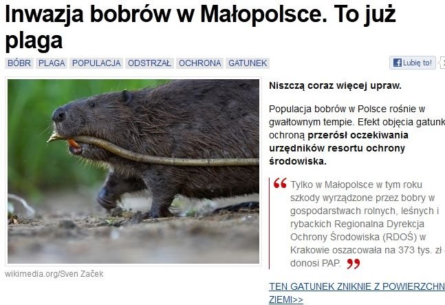 Przykładowe doniesienie medialne na temat "inwazji" bobrów.