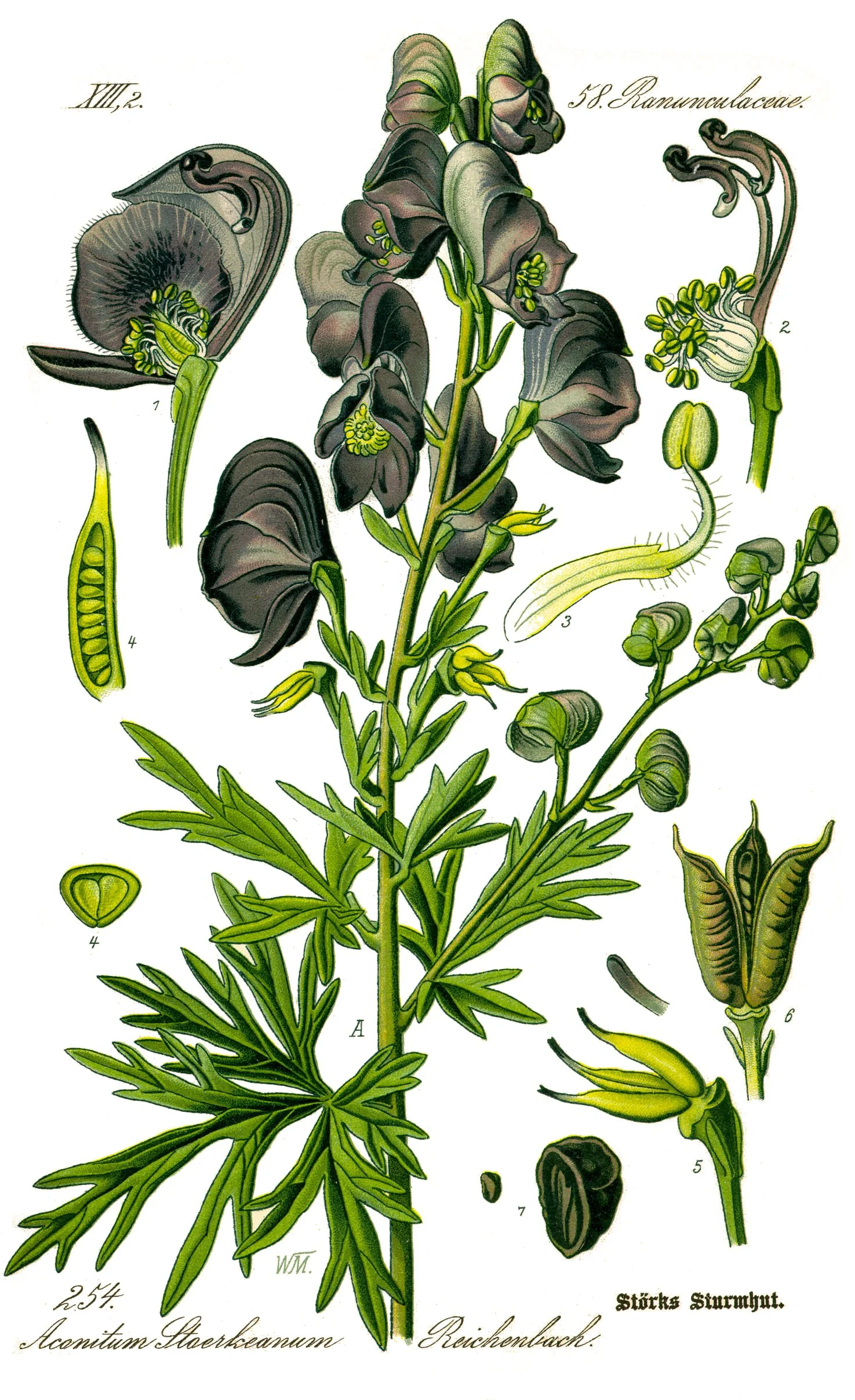 Tojad mocny