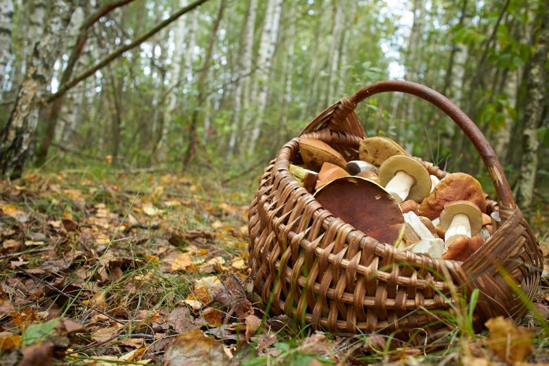 Niektóre gatunki grzybów dopiero po dwóch tygodniach od spożycia dają objawy zatrucia pokarmowego.