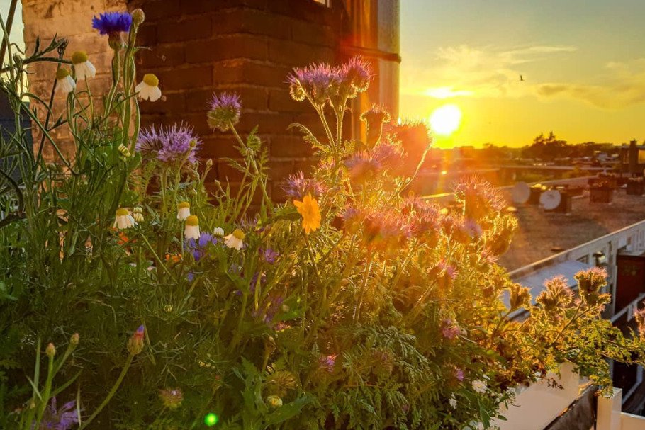 Marzysz o własnej łące? Możesz ją mieć... na własnym balkonie