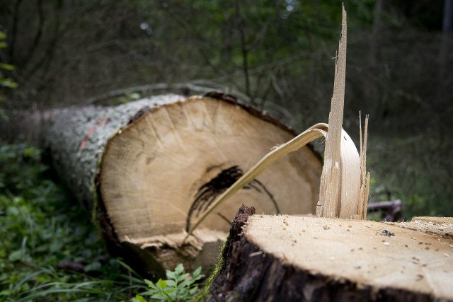 Adam Bodnar sprzeciwia się "ratowaniu" Puszczy siekierami.