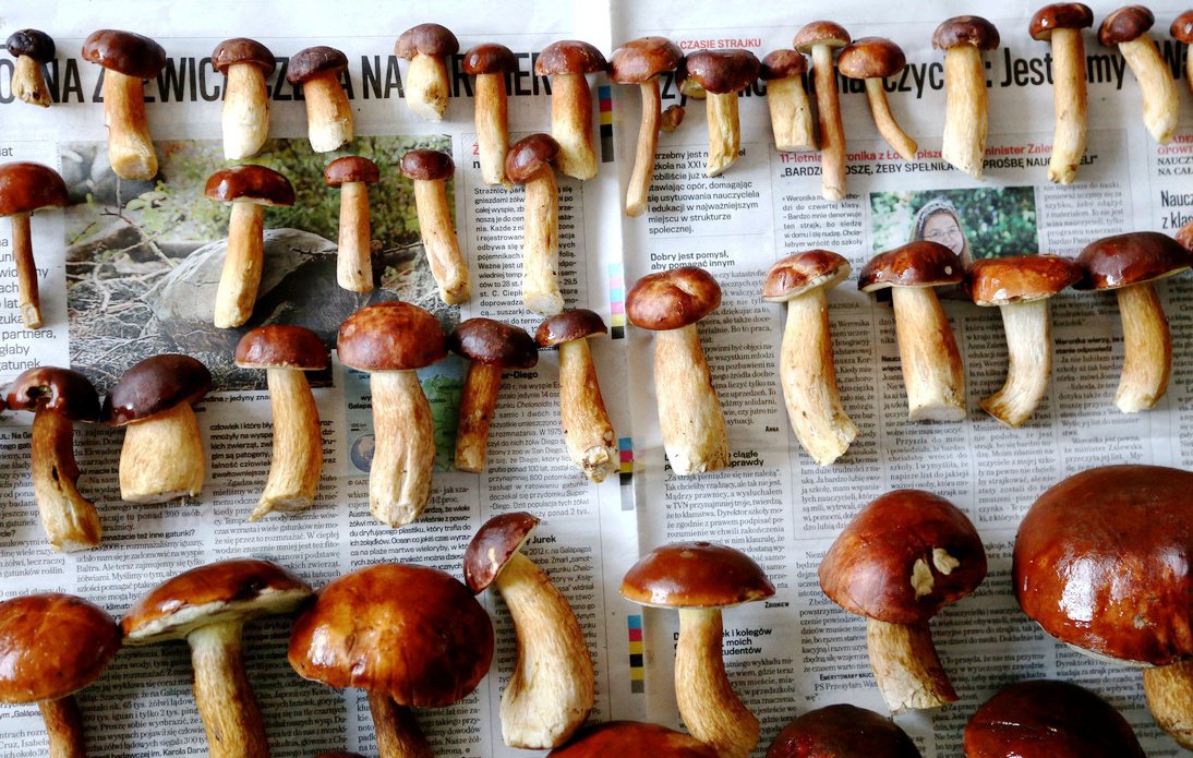 Grzyby 2020: RAPORT – zatrucie grzybami. Objawy, pierwsza pomoc, leczenie