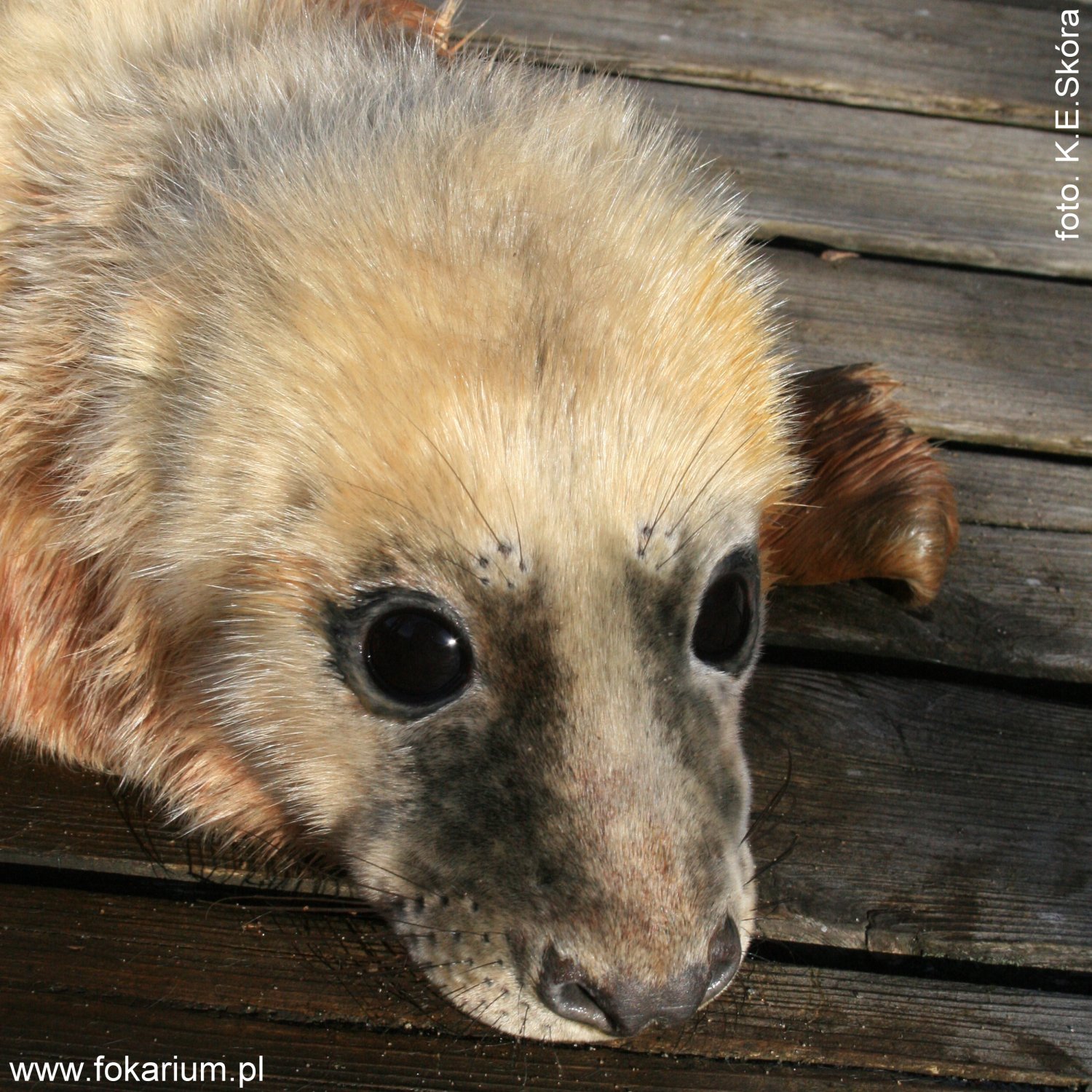 Łodzik, tegoroczna foka.