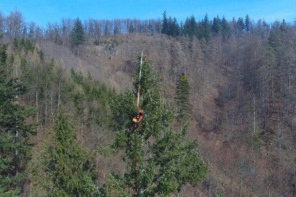 Ostatnie pomiary pokazały, że najwyższe drzewo w Polsce ma 59,4 m wysokości.