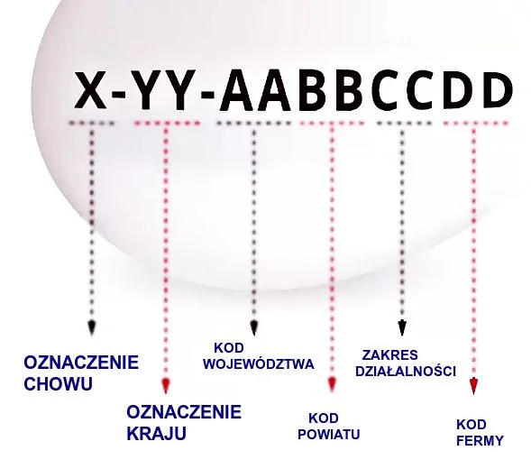 Co oznaczają symbole i kody na jajkach? Jak je odczytywać? [WIELKANOC 2021]