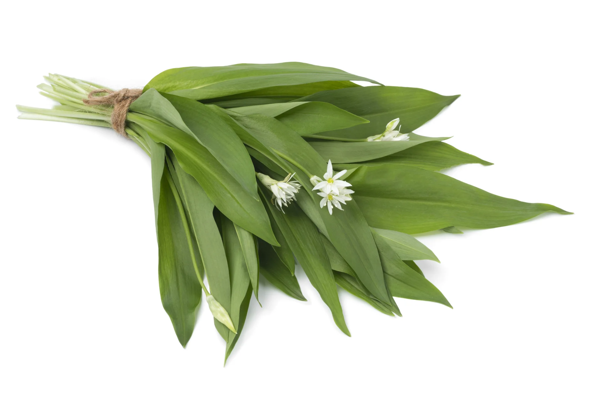 Czosnek niedźwiedzi (Allium ursinum)