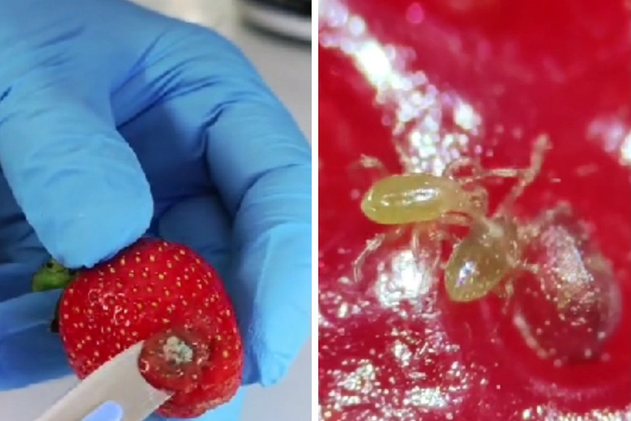 Pokazali, jak wygląda zepsuta truskawka pod mikroskopem