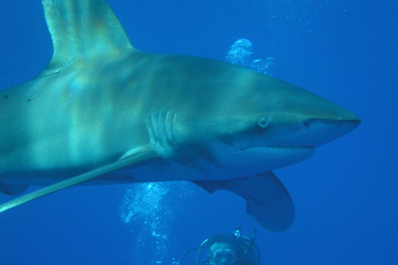 Atak rekina w Egipcie. Na all inclusive latają tam Polacy Atak rekina w Egipcie