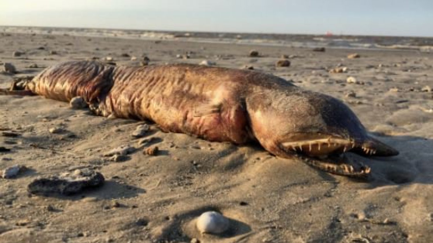 Stworzenie znalezione na plaży w Texas City