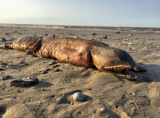 Stworzenie znalezione na plaży w Texas City