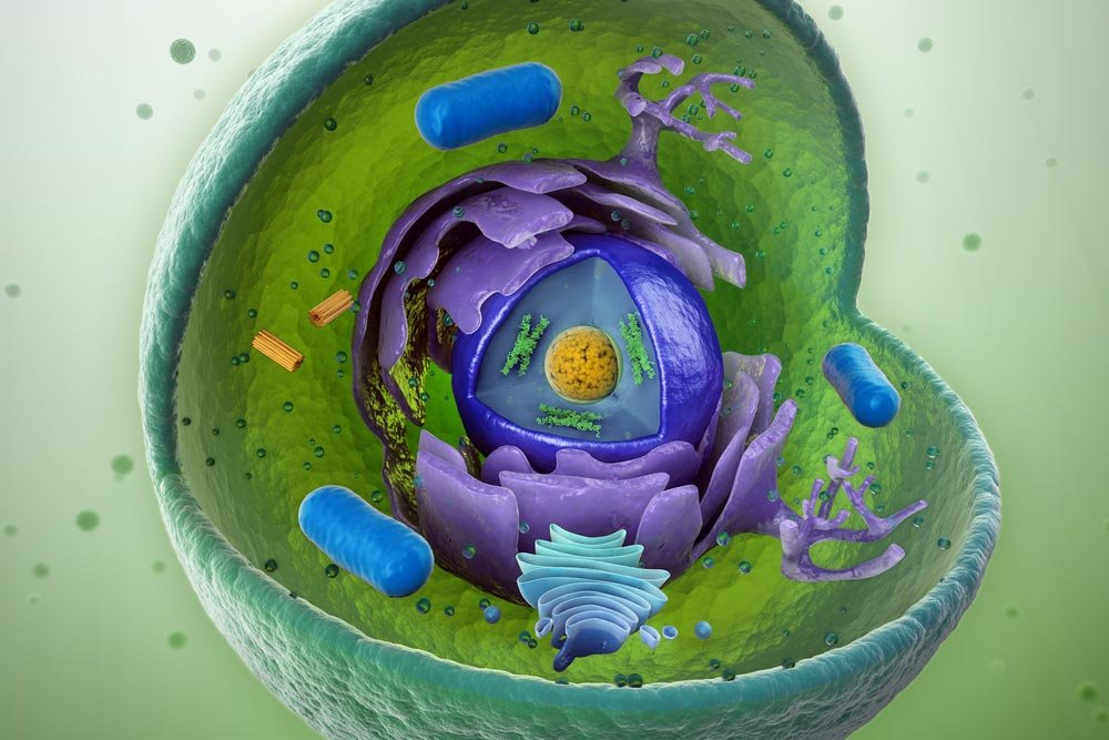 Badania nad komórkami macierzystymi