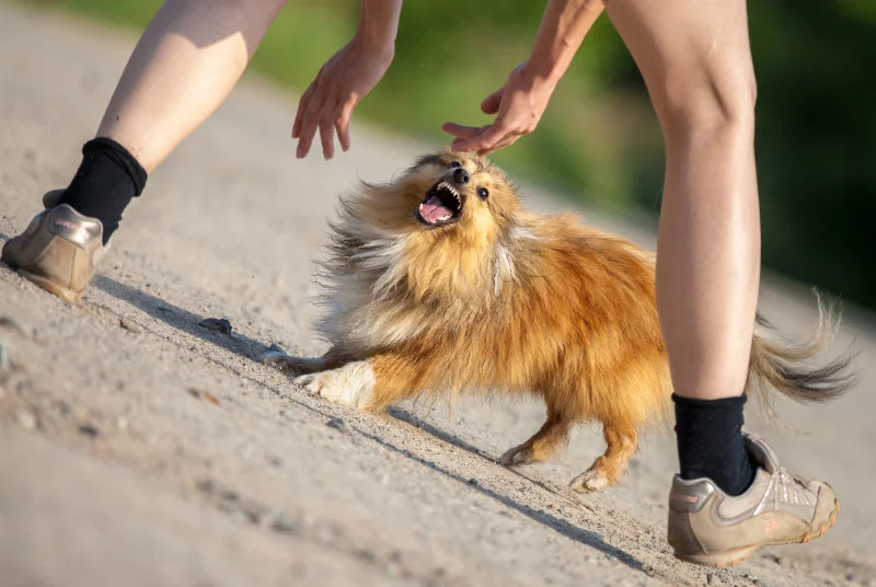 Polisa dla właścicieli zwierząt najczęściej obejmuje koszty leczenia osoby pogryzionej przez zwierzę
