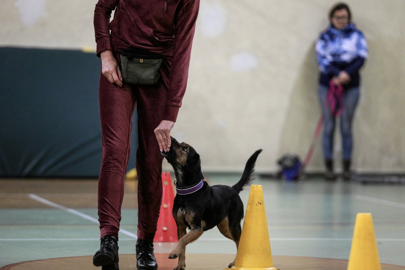 Nowy obowiązek dla właścicieli psów. Tutaj będą musieli przejść specjalne szkolenia
