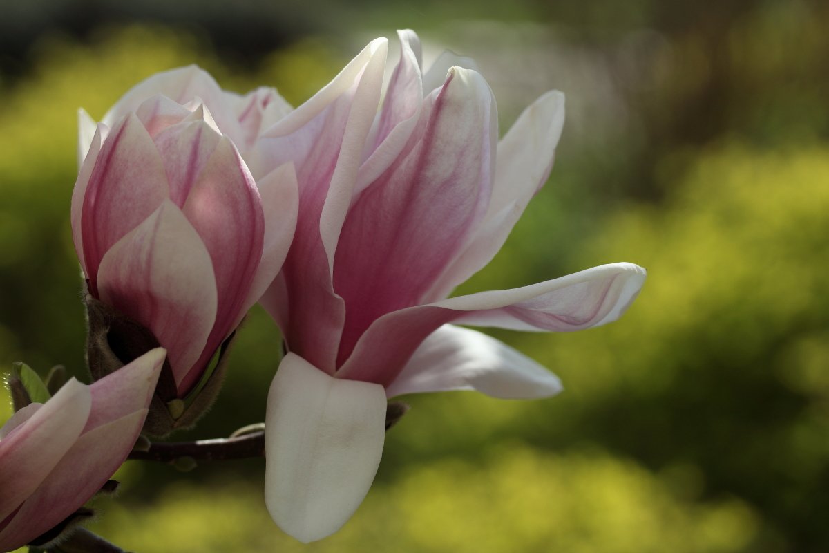 Autor: Anna Hildebrandt-Mrozek