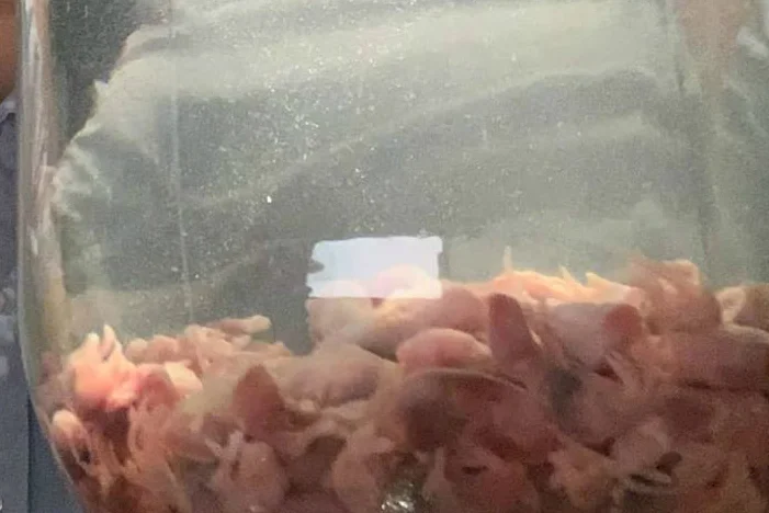 W filmie "Miś" była ruda wóda na myszach. W Malmö postawiono na chińskie wino z myszami