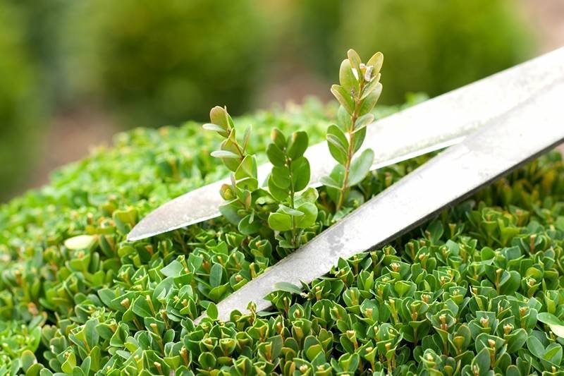 Strzyżeni pod karierę