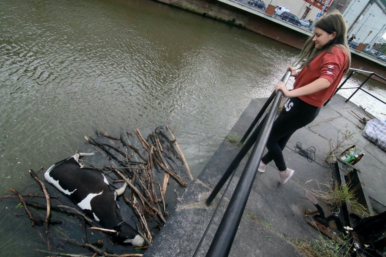 Wrocław 2021. Kobieta spogląda na imitację krowy, rekwizyt w serialu "Wielka woda". Wrocław 2021. Kobieta spogląda na imitację krowy, rekwizyt w serialu "Wielka woda".