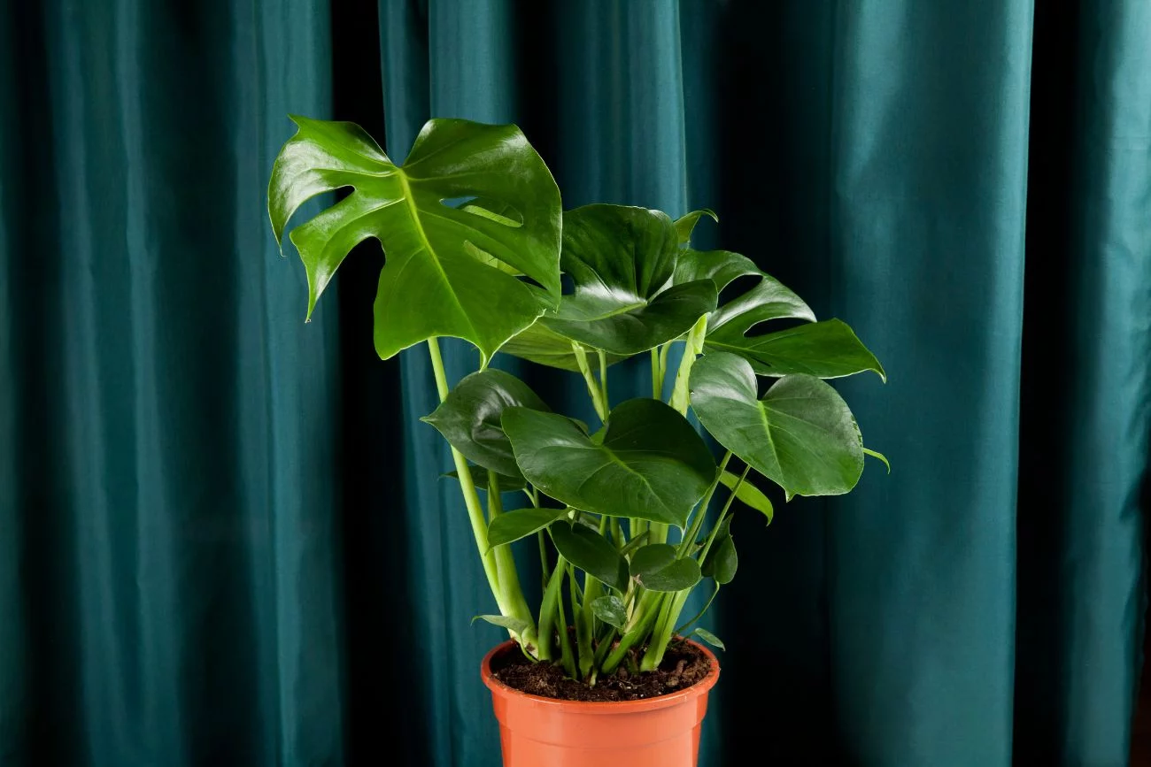 Monstera.