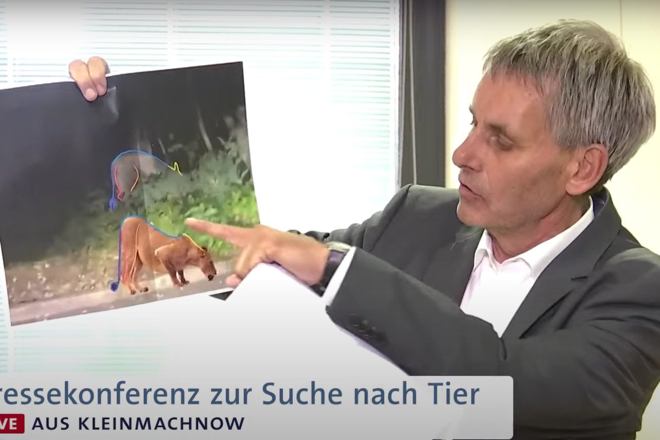 Władze Berlina zakończyły poszukiwania lwicy. Wielki kot został pomylony z innym dzikim zwierzęciem