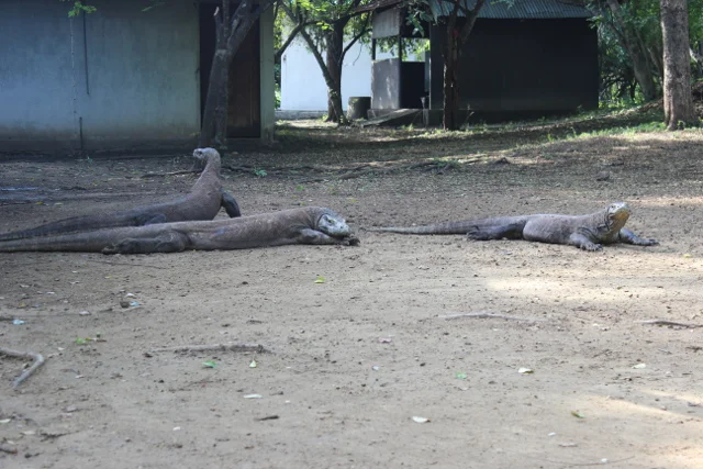 Smoki z Komodo.