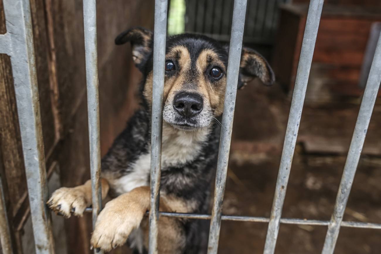 Wzięli psa ze schroniska, by jego nerkę przeszczepić rasowemu. Decyzja Sądu