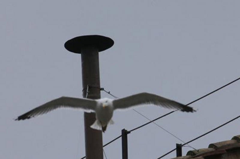 W oczekiwaniu na wybór nowego papieża, na dachu Kaplicy Sykstyńskiej pojawiła się mewa.