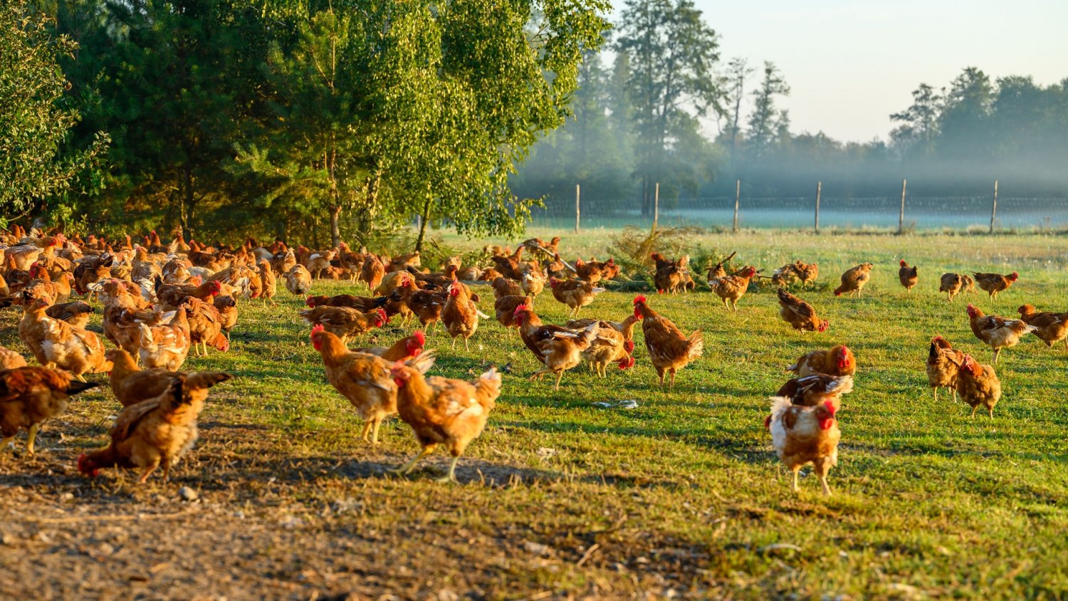 Wyniki badania "Żywimy na zdrowie". Naucz się, jak wybierać dobrej jakości drób