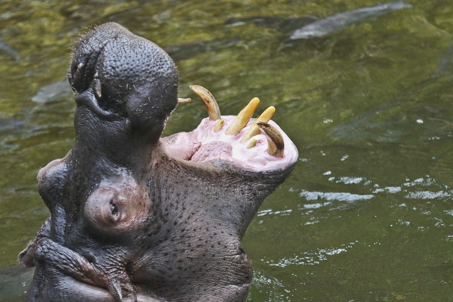 Hipopotam połknął dziecko.