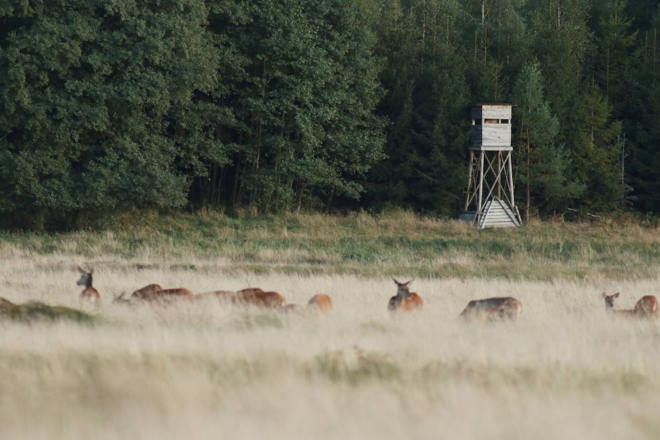 Zniszczono 10 ambon w nadleśnictwie Tuszyma. Sprawcy okrzyknięci bohaterami