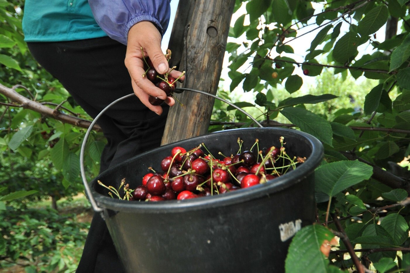 Dziwisz się, że czereśnie są tak drogie? Zobacz, co robią sadownicy, aby je ratować.