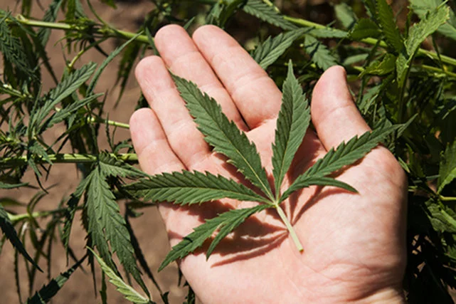 Czeska policja likwiduje tzw. Growshopy, które ułatwiają hodowanie marihuany