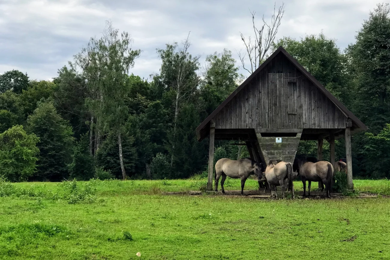 zwierzęta przy paśniku w Białowieży